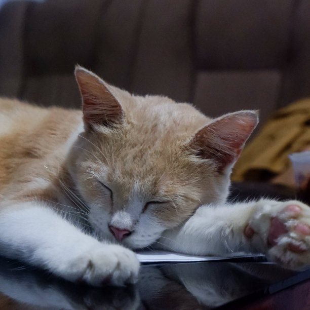 家猫睡在黑色玻璃桌上图片下载