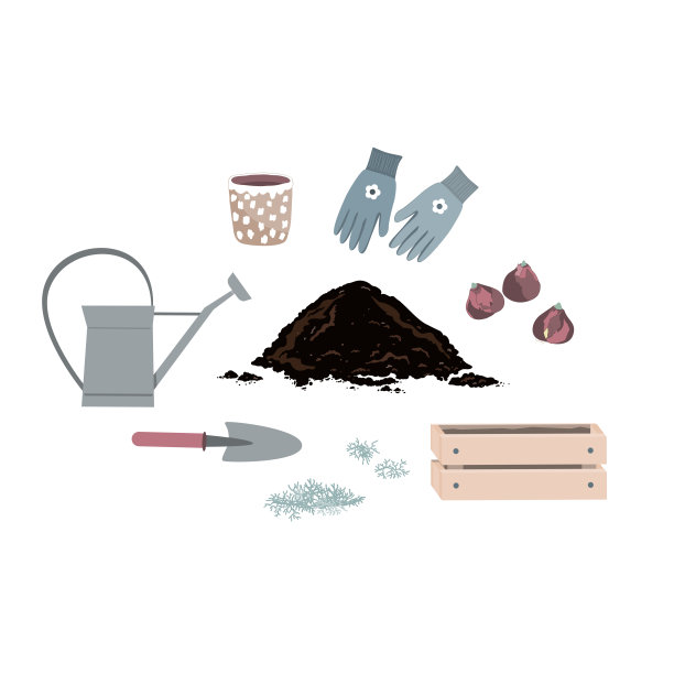 种植风信子花灯泡矢量插图。园艺设备设置与风信子灯泡，手铲，土壤，手套，浇水罐，和花盆。春季园艺概念图片下载