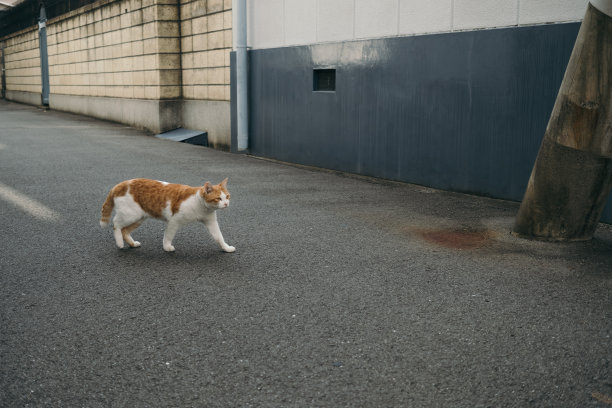 一只流浪猫走在巷子里的画面图片下载