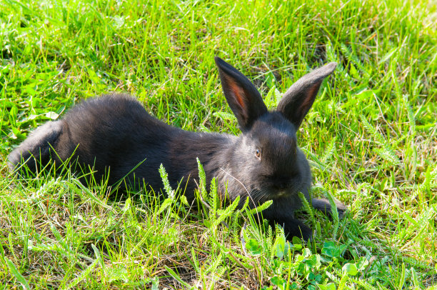 绿色草地上的小黑兔。图片下载