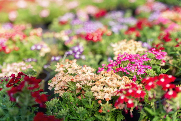 天竺葵的彩色花朵图片下载