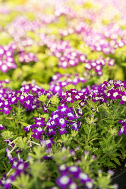 盛开的紫色天竺葵图片下载