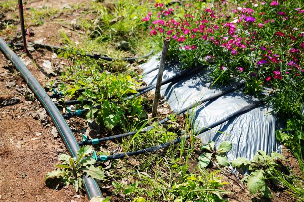 灌溉系统或在草地上连接塑料水管图片下载