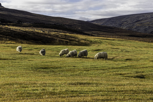 冰岛东部地区Fljotsdalsherad，秋日的晚霞下，毛茸茸的绵羊在田野里吃草。图片下载