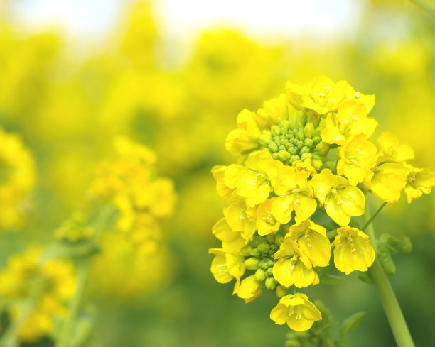 田间油菜花的特写。图片下载