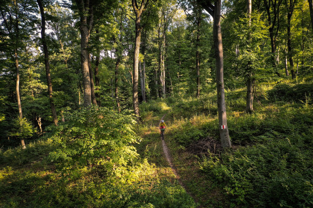 无人机拍摄的照片，骑着山地车的人在秋天的树林里图片下载