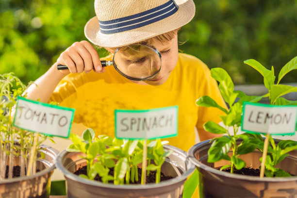 这个男孩用放大镜研究植物。他正在阳台上做园艺。儿童的自然发展图片下载