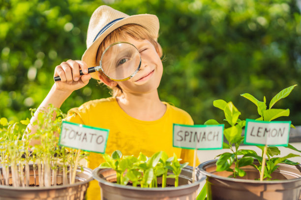 这个男孩用放大镜研究植物。他正在阳台上做园艺。儿童的自然发展图片下载