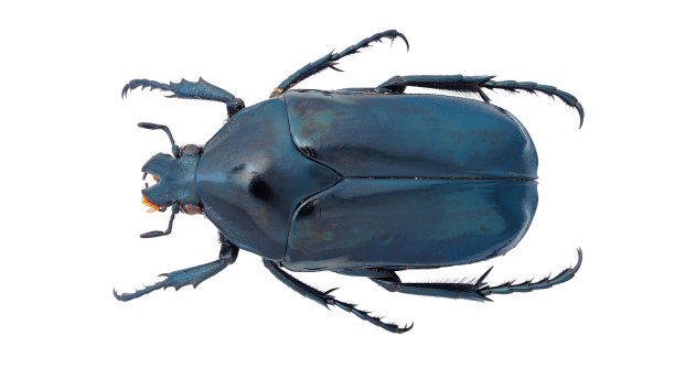 白底甲虫标本。图片下载