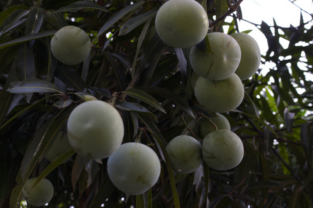 苹果芒果或芒果的一种图片下载