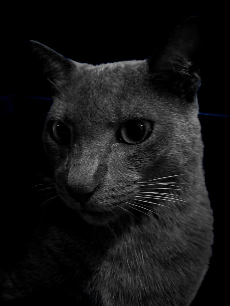 罗密欧猫图片下载