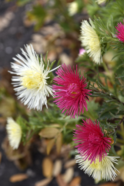 彩色紫菀花特写。大而美丽的紫菀花。图片下载
