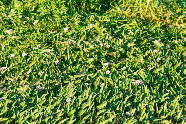 池塘上的绿叶和花朵图片下载