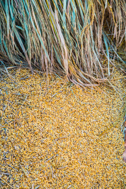 泰国水稻图片下载