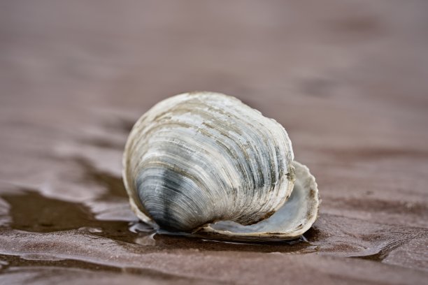 海滩上一个开放的贝壳的特写图片下载