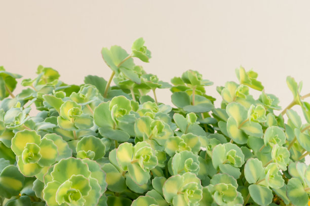 绿色肉质植物，叶为黄绿色杂色图片下载