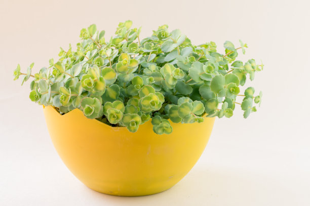 绿色肉质植物，叶为黄绿色杂色图片下载