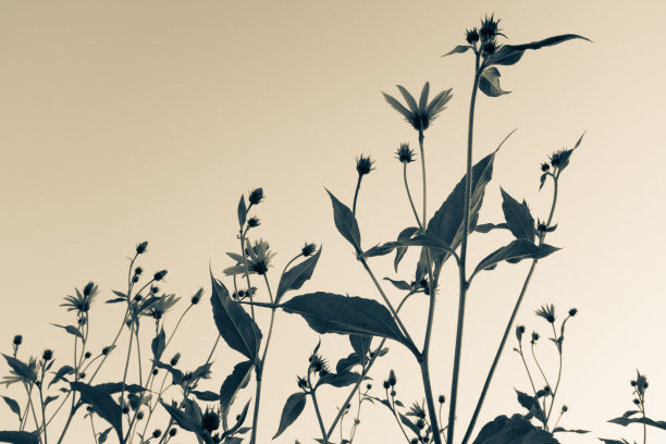 天空背景下的菊芋，用于出版、设计、海报、日历、帖子、屏保、壁纸、明信片、banner、封面、网站的高质量照片图片下载