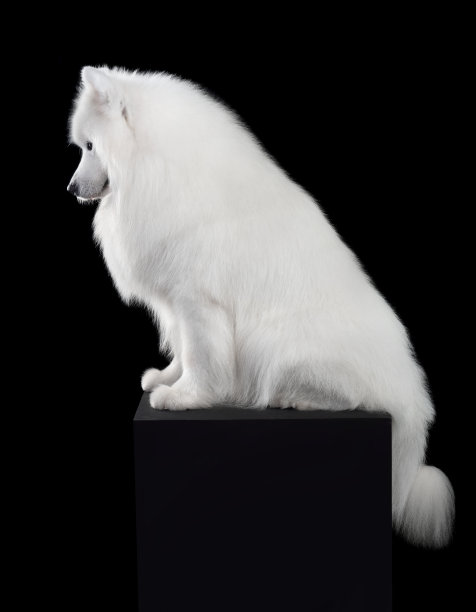 坐着的萨摩耶犬图片下载