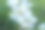 盛开的苹果枝。白色苹果树花出版，设计，海报，日历，张贴，屏幕保护程序，墙纸，明信片，横幅，封面，网站。高质量照片图片下载
