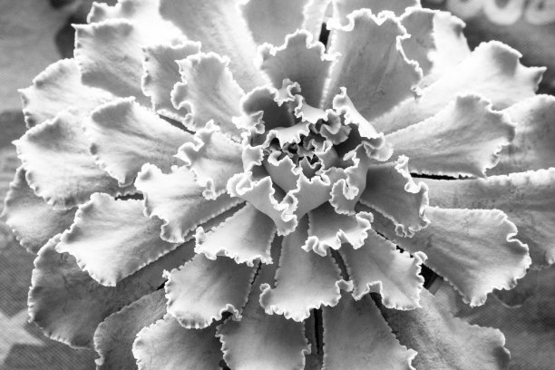 多汁莲座丛，具波浪状叶，俯视图。多汁卷心菜海报，日历，帖子，屏幕保护程序，壁纸，明信片，横幅，封面，网站。色调高质量的照片图片下载