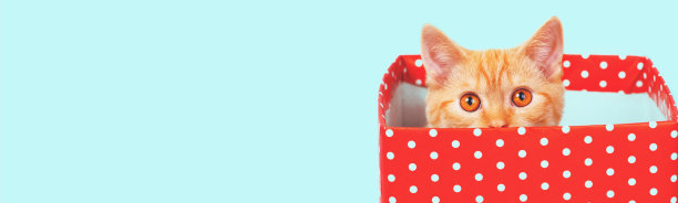 有趣的姜黄色小猫躲在红盒子里，蓝色背景上有圆点。水平的旗帜图片下载