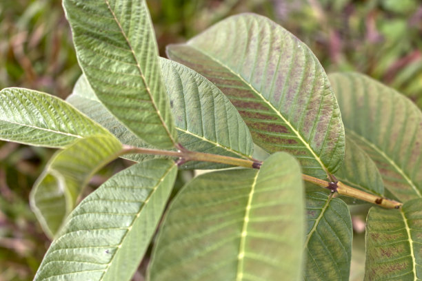 在微距照片中，番石榴叶呈绿色图片下载