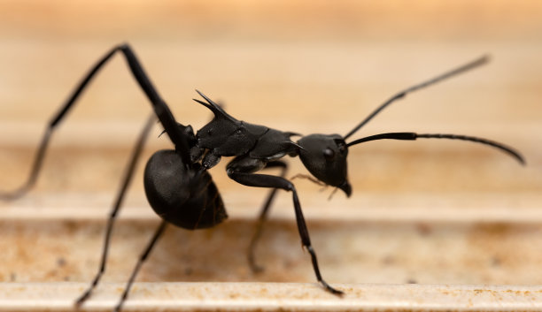 地板上黑色蚂蚁的微距照片，选择性聚焦于胸部。图片下载