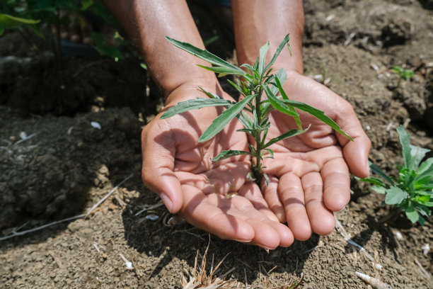 农民的手在地上种苗图片下载