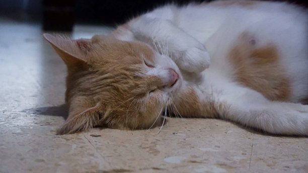 家猫睡在地板上图片下载