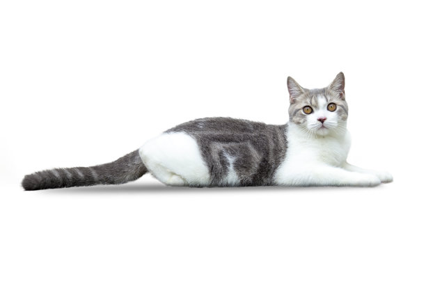 白色斑纹猫坐在白色背景Dicut。白色背景的苏格兰折耳猫。工作室里的白猫。图片下载