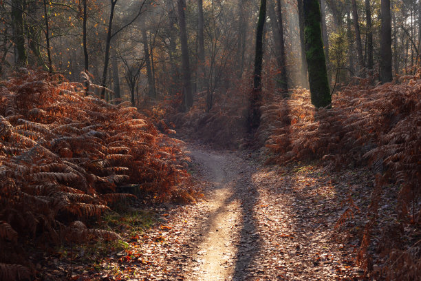 森林小径与枯萎的蕨类和光线在一个雾蒙蒙的秋天森林。图片下载