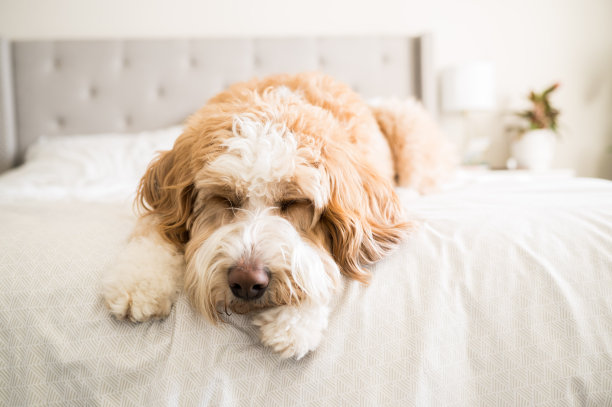 一只毛茸茸的大狗睡在白色的床上图片下载