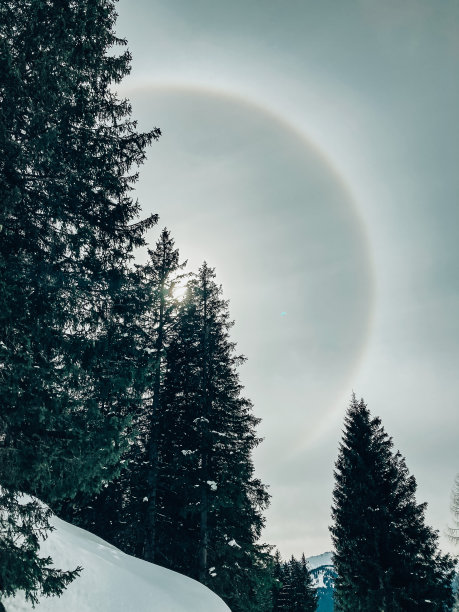 奥地利一只冬狗身上的光环图片下载