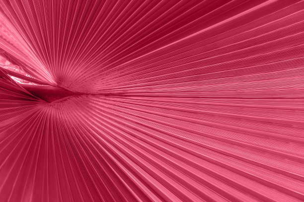 阳光下新鲜的棕榈树树叶背景。调色图像在时尚品红色的2023年。图片下载