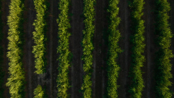 图为葡萄牙南部的一个农业种植园图片下载