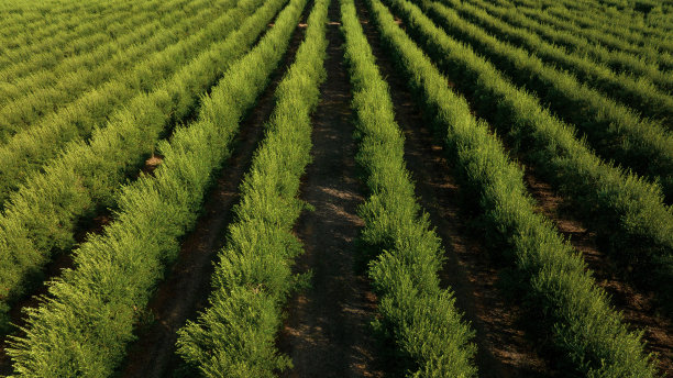 图为葡萄牙南部的一个农业种植园图片下载
