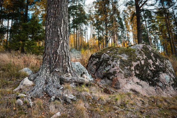 秋天森林里的小径图片下载