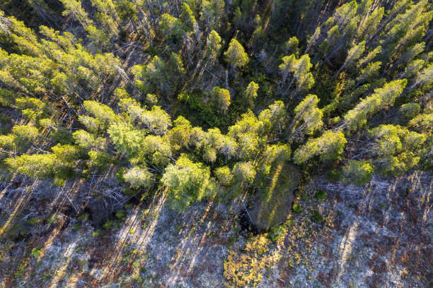 砍伐森林和伐木概念图片下载
