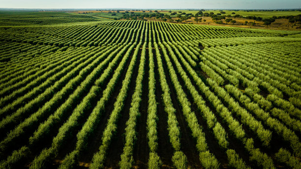 葡萄牙南部农业种植园的航拍图像，有广阔的绿色区域图片下载
