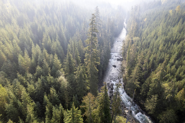 广阔森林的鸟瞰图图片下载