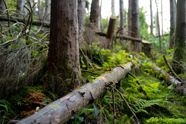 森林里倒下的树干。图片下载