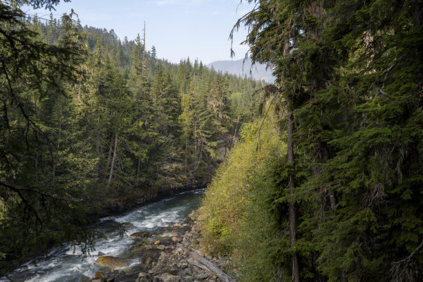 穿过森林的河流图片下载