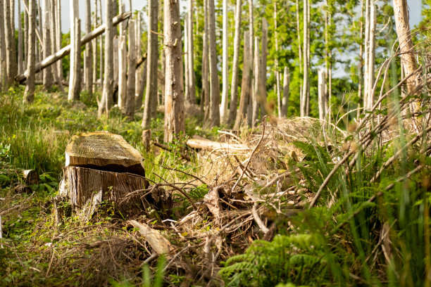 在森林里砍下树根。图片下载