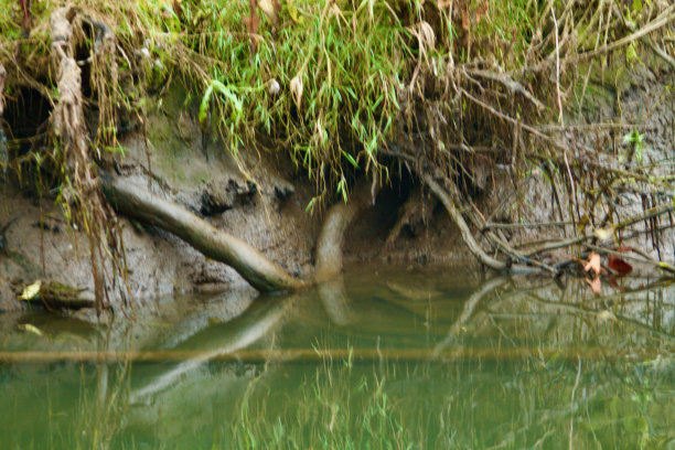 森林背景图片下载
