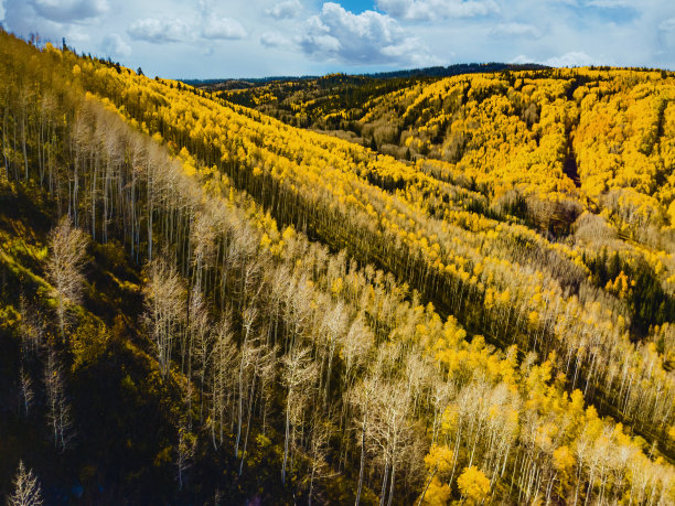 美国西部树木和国家公园景观和植被照片系列的鸟瞰图图片下载