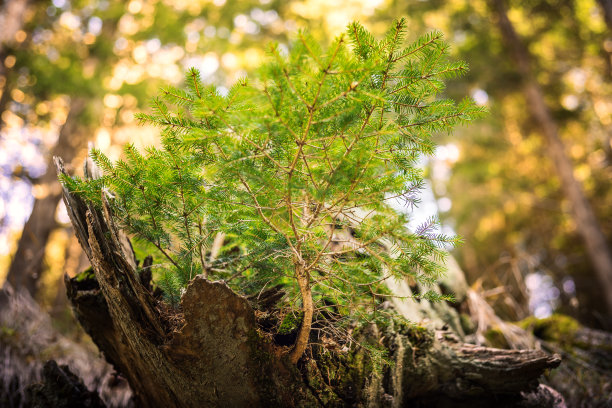 云杉芽，自然保护区图片下载