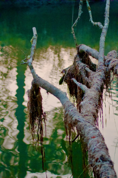 森林背景图片下载