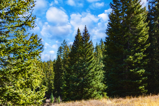 森林和森林砍伐美国西部树木和国家公园景观和植被照片系列图片下载