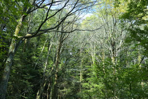 高尾山，日本东京(10月-2022年)图片下载